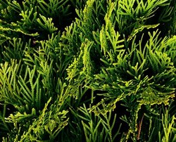Thuja Occ Pyramidalis — photo 3