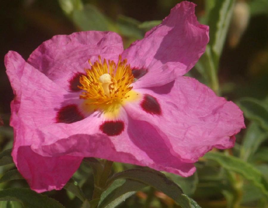 Althaea syriacus 'Purpureus Variegatus' — photo 1