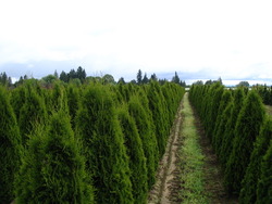 Thuja occidentalis 'Smaragard — photo 2