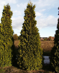 Thuja occidentalis Brabrant — photo 2