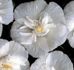 Althaea syriacus 'White Chiffon' — photo 1