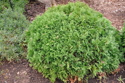 Thuja occidentalis Danica — photo 3