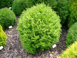 Thuja occidentalis little Champion — photo 1