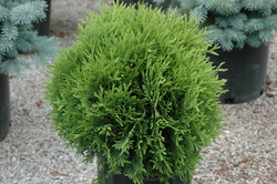 Thuja occidentalis Hetz Midget — photo 2