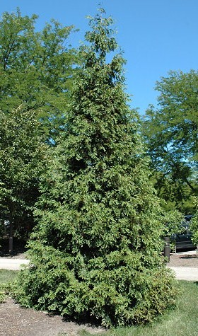 Thuja plicata 'Atrovirens' — photo 1