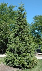 Thuja plicata 'Atrovirens' — photo 1