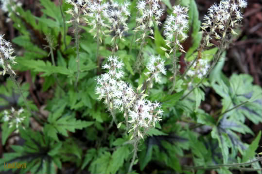 Tiarella 'Spring Symphony' — photo 1