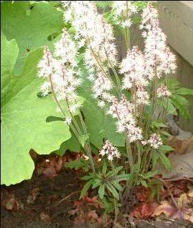 Tiarella Iron Butterfly — photo 1
