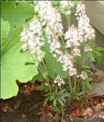 Tiarella Iron Butterfly — photo 1