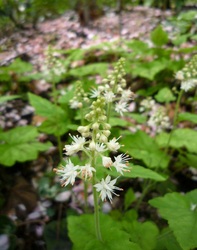 Tiarella Iron Butterfly — photo 2