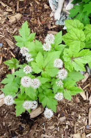 Tiarella Neon Light — photo 1