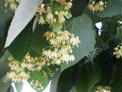 Tilia americana — photo 1