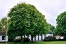 Tilia americana 'Redmond' — photo 1