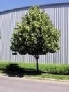 Tilia cordata 'Greenspire' — photo 1