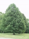 Tilia cordata 'Greenspire' — photo 2