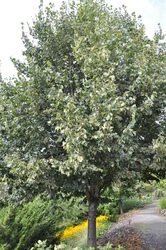 Tilia cordata 'Greenspire' — photo 4