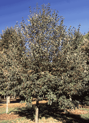 Tilia cordata Corzam Corinthian