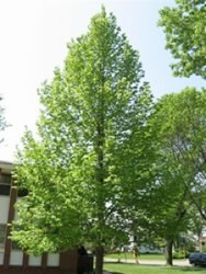 Tilia americana MckSentry American Sentry — photo 1