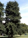 Tilia x flavescens 'Glenleven'