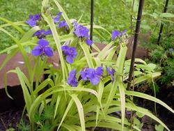 Tradescantia 'Sweet Kate' — photo 1