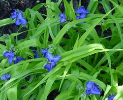 Tradescantia 'Sweet Kate' — photo 2