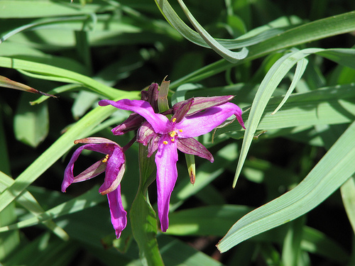 Tradescantia x 'Red Grape'
