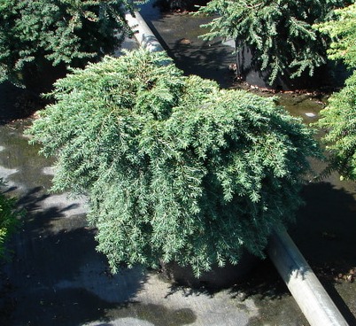 Tsuga canadensis Jeddeloh