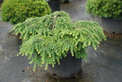 Tsuga canadensis Jeddeloh — photo 2
