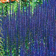 Salvia East Friesland