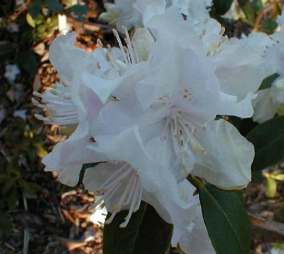 Rhododendron Pillow Party