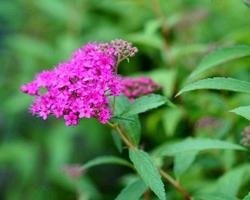 Spirea bumalda Darts Red — photo 1