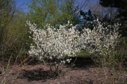 Amelanchier laevis Prince Charles — photo 1