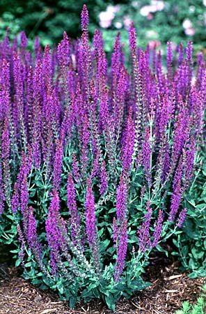 Salvia Rose Queen