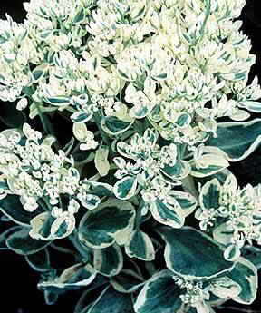 Sedum Frosty Morn — photo 1