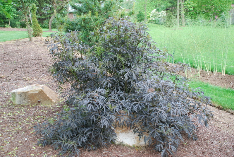 Sambucus 'Black Lace'