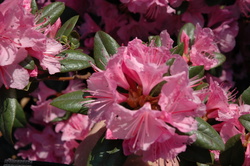 Rhododendron 'PJM Olga Mezitt' — photo 2