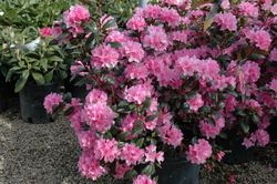 Rhododendron 'PJM Olga Mezitt' — photo 3