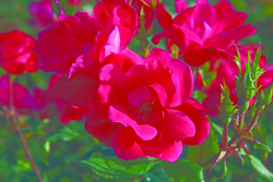 Rosa 'Knock Out' — photo 1