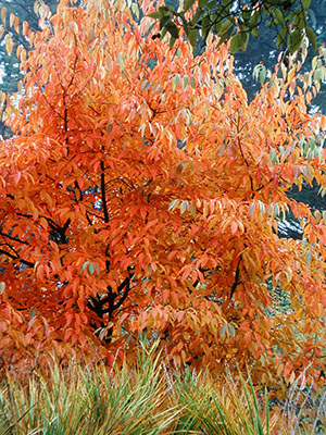 Nyssa sinensis