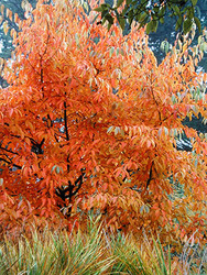 Nyssa sinensis — photo 1