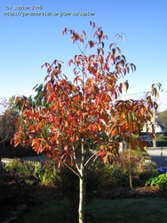 Nyssa sinensis — photo 2