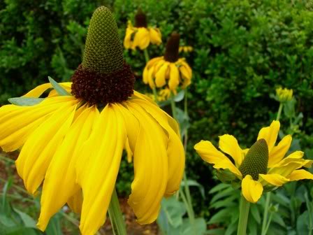 Rudbeckia maxima — photo 1