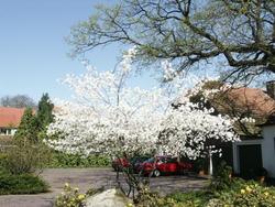 Amelanchier lamarckii — photo 1