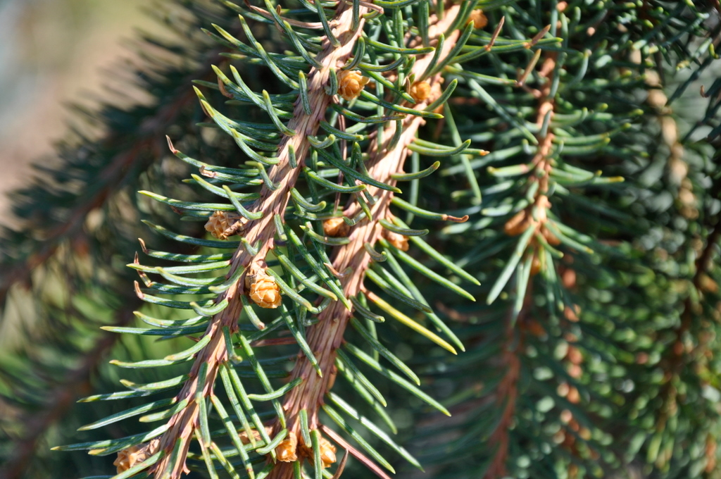 Picea pungens 'Hugo's Weeping'