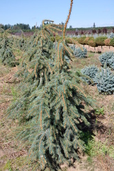 Picea pungens 'Hugo's Weeping' — photo 2