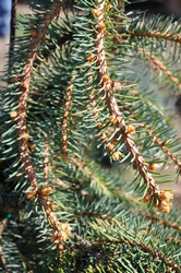 Picea pungens 'Hugo's Weeping' — photo 3