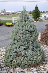 Picea pungens 'Sester Dwarf' — photo 2