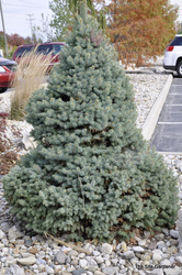 Picea pungens 'Sester Dwarf' — photo 3