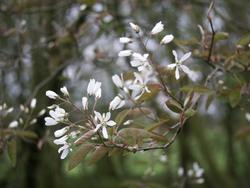 Amelanchier lamarckii — photo 2
