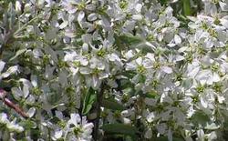 Amelanchier Rainbow Pillar — photo 1